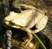 Pacific Tree Frog