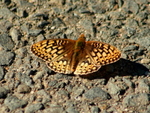 Callippe Fritillary