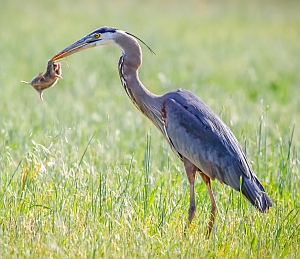 Great Blue Heron eating rodent