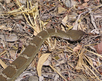 Western Rattlesnake