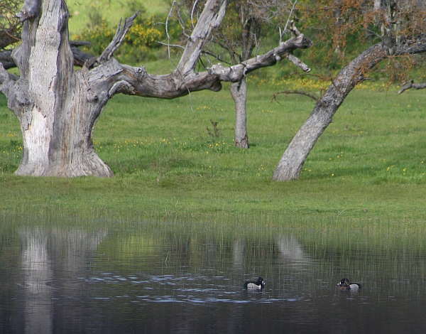 Ring-necked Ducks in a pond off San Antonio Valley Road