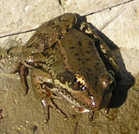 Red-legged Frog