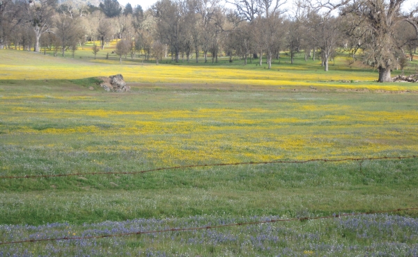 Wildflowers - San Antonio Valley Road