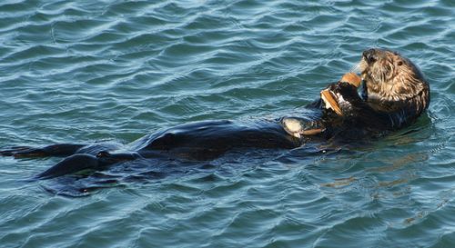 Sea Otter