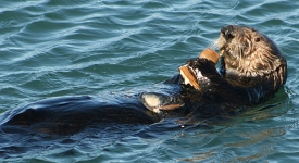 Sea Otter