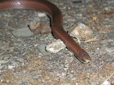 Sharp-tailed Snake Sharp-tailed Snake