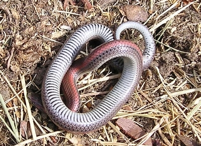 Sharp-tailed Snake underside
