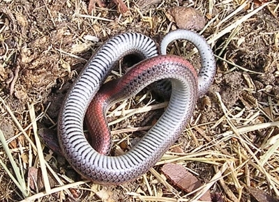 Sharp-tailed Snake underside Sharp-tailed Snake underside