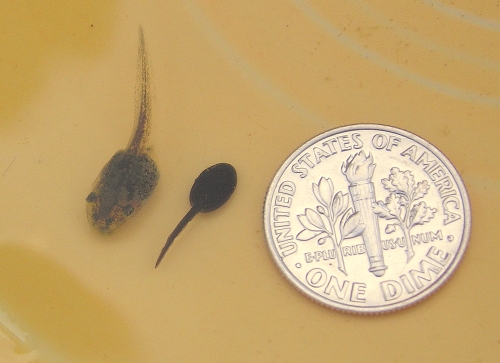 Western Toad and Northern Pacific Treefrog tadpoles