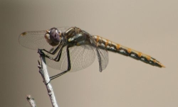 Variegated Meadowhawk