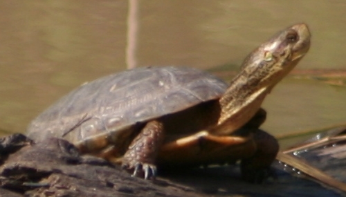 Pacific Pond Turtle