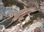 Western Fence Lizard