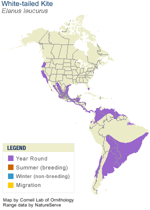 White-tailed Kite Range