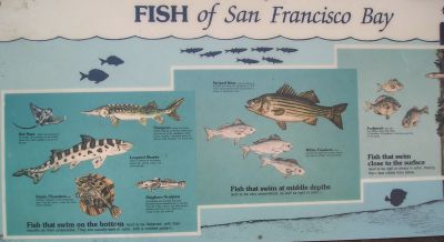 Fishes of SF Bay