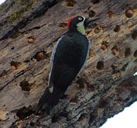 Acorn Woodpecker