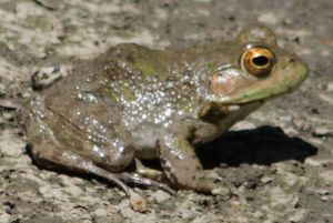 American Bullfrog