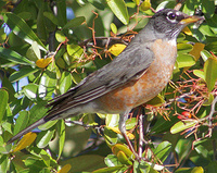 American Robin