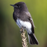 Black Phoebe