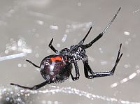 Western Black Widow