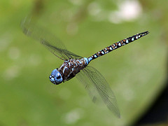 Blue-eyed Darner