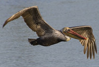 Brown Pelican