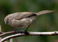 Bushtit