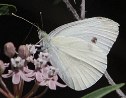 Cabbage White