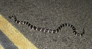 California Kingsnake