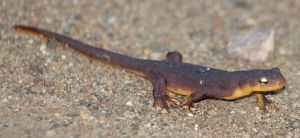 California Newt