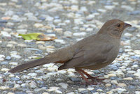 California Towhee