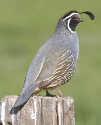 California Quail