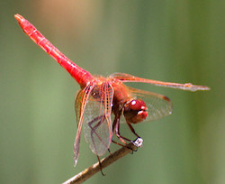 Cardinal Meadowhawk