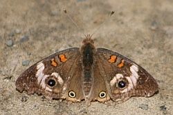 Common Buckeye