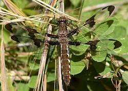 Common Whitetail