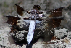 Common Whitetail (male)