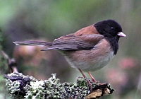 Dark-eyed Junco