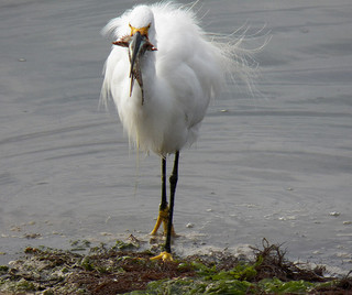 Snowy Egret with fish