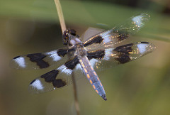 Eight-spotted Skimmer