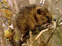 Salt Marsh Harvest Mouse