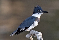 Belted Kingfisher