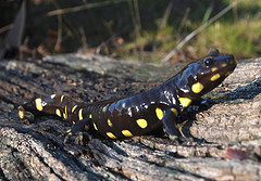 California Tiger Salamander