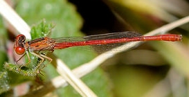 Desert Firetail