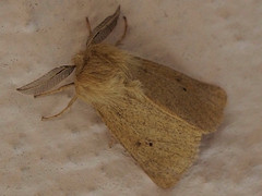 Forest Tent Caterpillar Moth