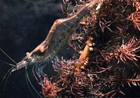 California Freshwater Shrimp