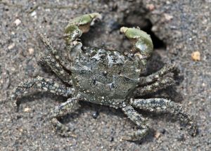 Hemigrapsus oregonensis