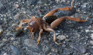 Jerusalem Cricket