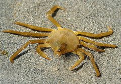 Shield-backed Kelp Crab