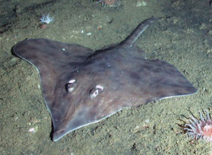 Longnose Skate