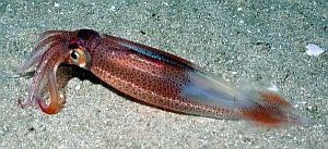 Opalescent Inshore Squid