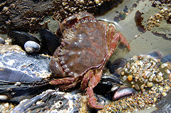 Pacific Rock Crab